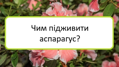 chym-pidzhyvyty-asparahus chym-pidzhyvyty-asparahus