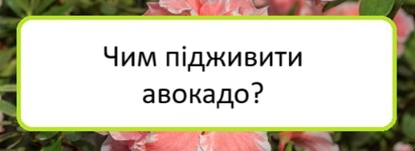 chym-pidzhyvyty-avokado