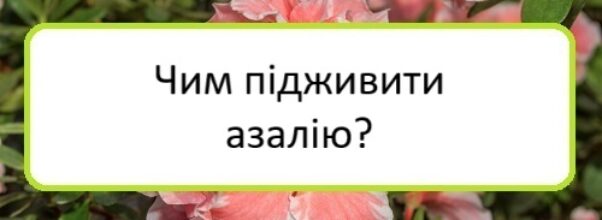 chym-pidzhyvyty-azaliyu