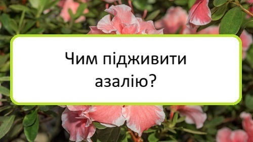 chym-pidzhyvyty-azaliyu chym-pidzhyvyty-azaliyu