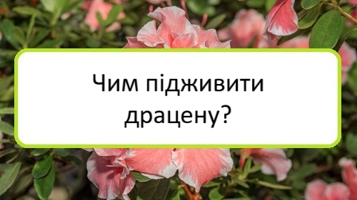 chym-pidzhyvyty-dratsenu chym-pidzhyvyty-dratsenu