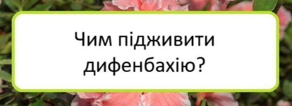chym-pidzhyvyty-dyfenbakhiyu