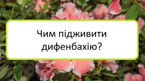 chym-pidzhyvyty-dyfenbakhiyu