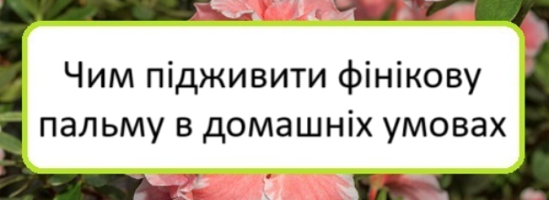 chym-pidzhyvyty-finikovu-palʹmu-v-domashnikh-umovakh