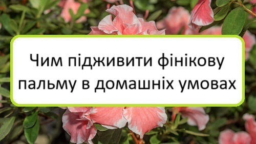 chym-pidzhyvyty-finikovu-palʹmu-v-domashnikh-umovakh chym-pidzhyvyty-finikovu-palʹmu-v-domashnikh-umovakh