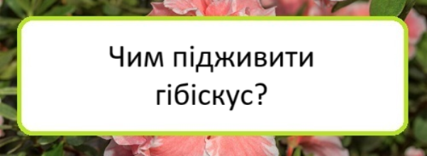 chym-pidzhyvyty-hibiskus