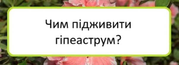 chym-pidzhyvyty-hipeastrum