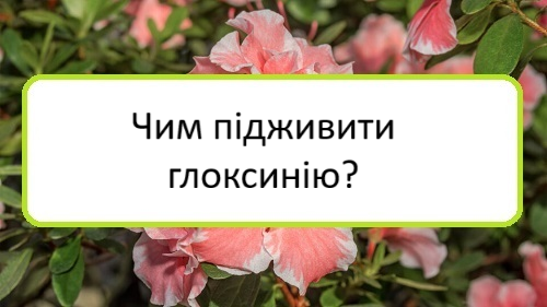 chym-pidzhyvyty-hloksyniyu