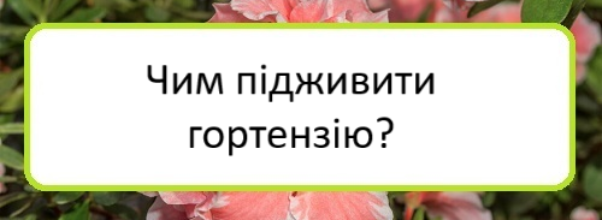 chym-pidzhyvyty-hortenziyu