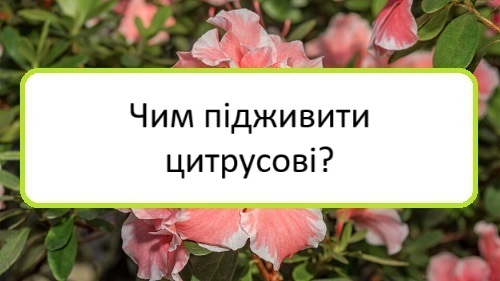 chym-pidzhyvyty-tsytrusovi chym-pidzhyvyty-tsytrusovi