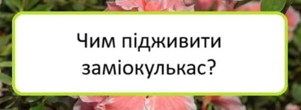 chym-pidzhyvyty-zamiokulʹkas