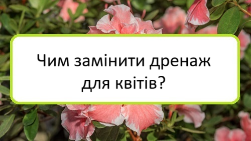 chym-zaminyty-drenazh-dlya-kvitiv chym-zaminyty-drenazh-dlya-kvitiv