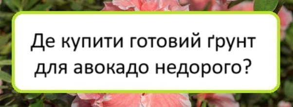 de-kupyty-hotovyy-grunt-dlya-avokado-nedoroho