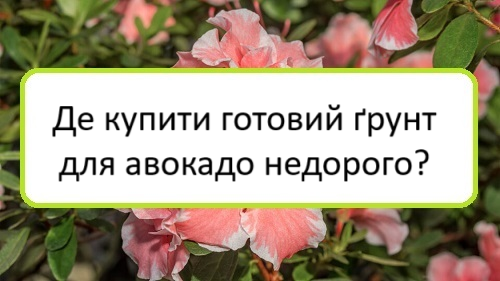 de-kupyty-hotovyy-grunt-dlya-avokado-nedoroho de-kupyty-hotovyy-grunt-dlya-avokado-nedoroho