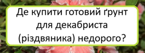 de-kupyty-hotovyy-grunt-dlya-dekabrysta-rizdvyanyka-nedoroho