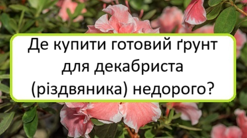 de-kupyty-hotovyy-grunt-dlya-dekabrysta-rizdvyanyka-nedoroho de-kupyty-hotovyy-grunt-dlya-dekabrysta-rizdvyanyka-nedoroho