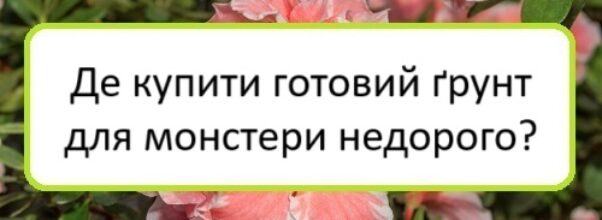 de-kupyty-hotovyy-grunt-dlya-monstery-nedoroho