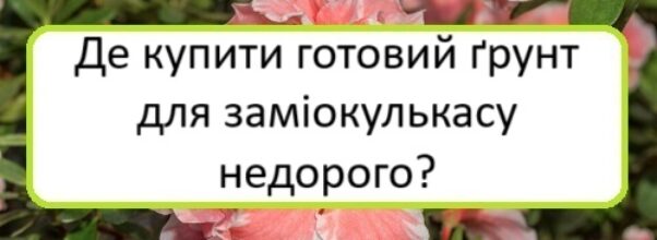 de-kupyty-hotovyy-grunt-dlya-zamiokulʹkasu-nedoroho