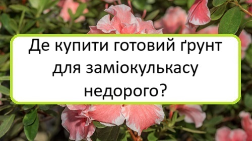 de-kupyty-hotovyy-grunt-dlya-zamiokulʹkasu-nedoroho de-kupyty-hotovyy-grunt-dlya-zamiokulʹkasu-nedoroho