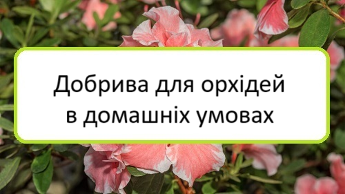dobryva-dlya-orkhidey-v-domashnikh-umovakh dobryva-dlya-orkhidey-v-domashnikh-umovakh