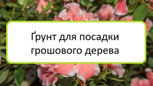 grunt-dlya-posadky-hroshovoho-dereva grunt-dlya-posadky-hroshovoho-dereva