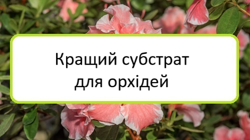 krashchyy-substrat-dlya-orkhidey krashchyy-substrat-dlya-orkhidey
