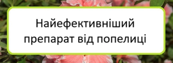 nayefektyvnishyy-preparat-vid-popelytsi