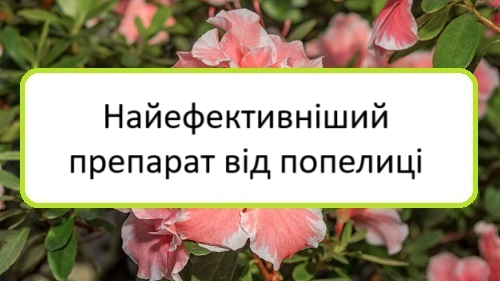 nayefektyvnishyy-preparat-vid-popelytsi nayefektyvnishyy-preparat-vid-popelytsi