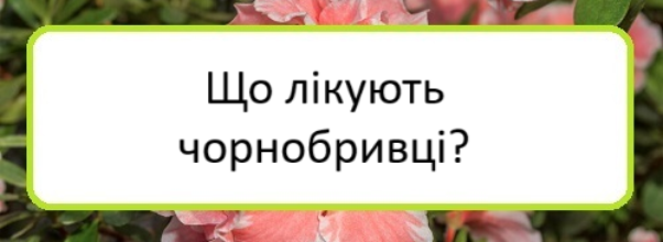 shcho-likuyutʹ-chornobryvtsi