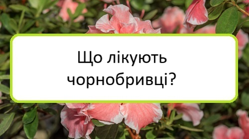 shcho-likuyutʹ-chornobryvtsi shcho-likuyutʹ-chornobryvtsi