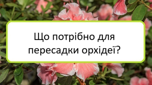 shcho-potribno-dlya-peresadky-orkhideyi shcho-potribno-dlya-peresadky-orkhideyi
