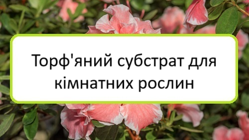 torfyanyy-substrat-dlya-kimnatnykh-roslyn torfyanyy-substrat-dlya-kimnatnykh-roslyn