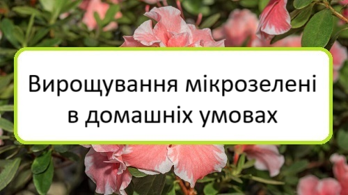 vyroshchuvannya-mikrozeleni-v-domashnikh-umovakh vyroshchuvannya-mikrozeleni-v-domashnikh-umovakh