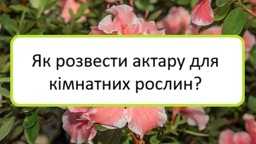 yak-rozvesty-aktaru-dlya-kimnatnykh-roslyn