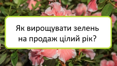 yak-vyroshchuvaty-zelenʹ-na-prodazh-tsilyy-rik yak-vyroshchuvaty-zelenʹ-na-prodazh-tsilyy-rik