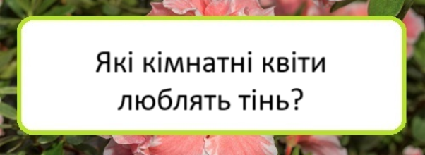 yaki-kimnatni-kvity-lyublyatʹ-tinʹ