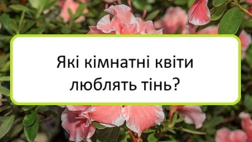 yaki-kimnatni-kvity-lyublyatʹ-tinʹ yaki-kimnatni-kvity-lyublyatʹ-tinʹ