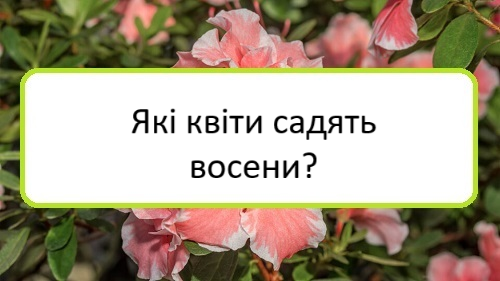yaki-kvity-sadyatʹ-voseny yaki-kvity-sadyatʹ-voseny