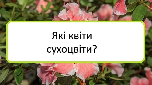 yaki-kvity-sukhotsvity yaki-kvity-sukhotsvity