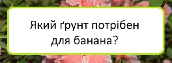 yakyy-grunt-potriben-dlya-banana