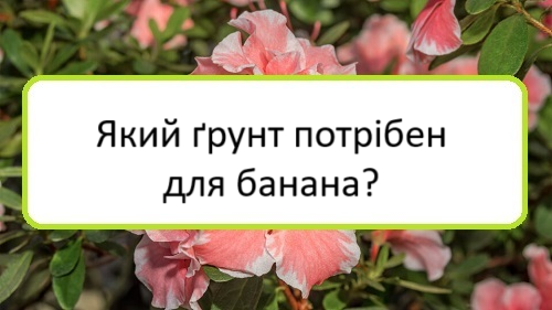 yakyy-grunt-potriben-dlya-banana yakyy-grunt-potriben-dlya-banana