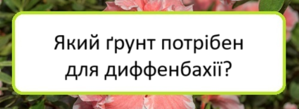 yakyy-grunt-potriben-dlya-dyffenbakhiyi