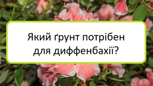 yakyy-grunt-potriben-dlya-dyffenbakhiyi yakyy-grunt-potriben-dlya-dyffenbakhiyi