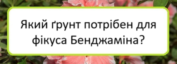 yakyy-grunt-potriben-dlya-fikusa-bendzhamina