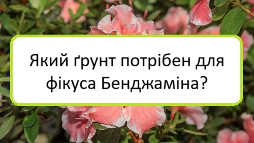 yakyy-grunt-potriben-dlya-fikusa-bendzhamina yakyy-grunt-potriben-dlya-fikusa-bendzhamina