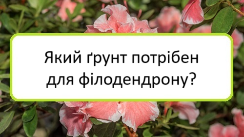 yakyy-grunt-potriben-dlya-filodendronu yakyy-grunt-potriben-dlya-filodendronu