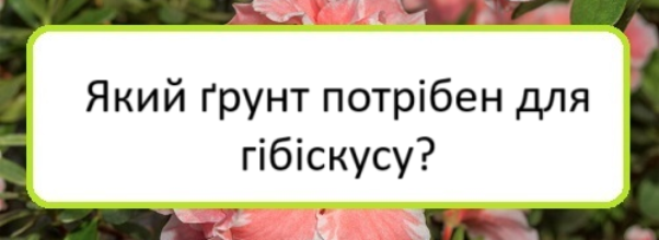 yakyy-grunt-potriben-dlya-hibiskusu