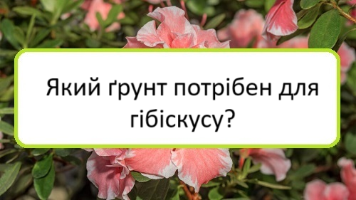 yakyy-grunt-potriben-dlya-hibiskusu