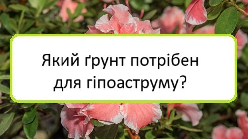 yakyy-grunt-potriben-dlya-hipoastrumu yakyy-grunt-potriben-dlya-hipoastrumu