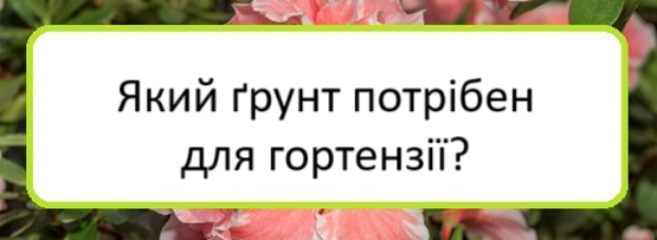 yakyy-grunt-potriben-dlya-hortenziyi